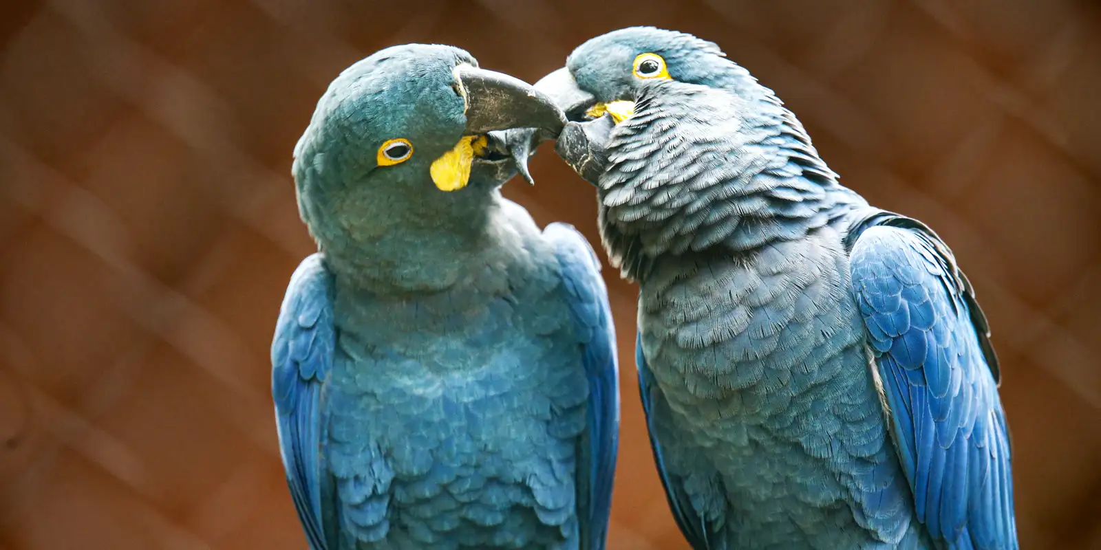 ameacada-de-extincao,-mais-uma-arara-azul-de-lear-nasce-em-sao-paulo