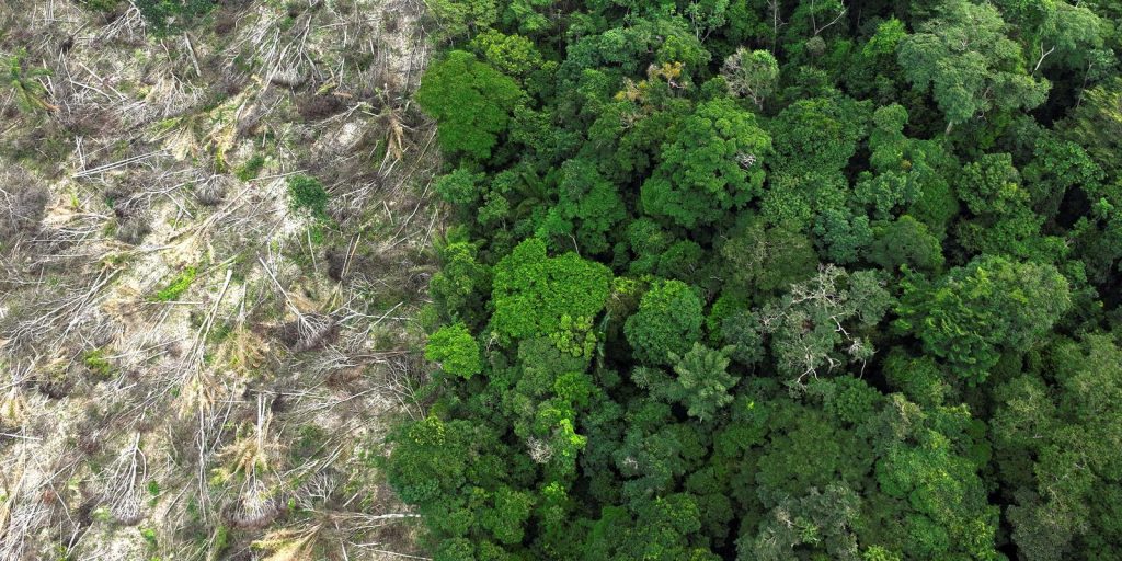 dino-da-prazo-de-60-dias-para-amazonia-e-pantanal-aderirem-ao-sinaflor