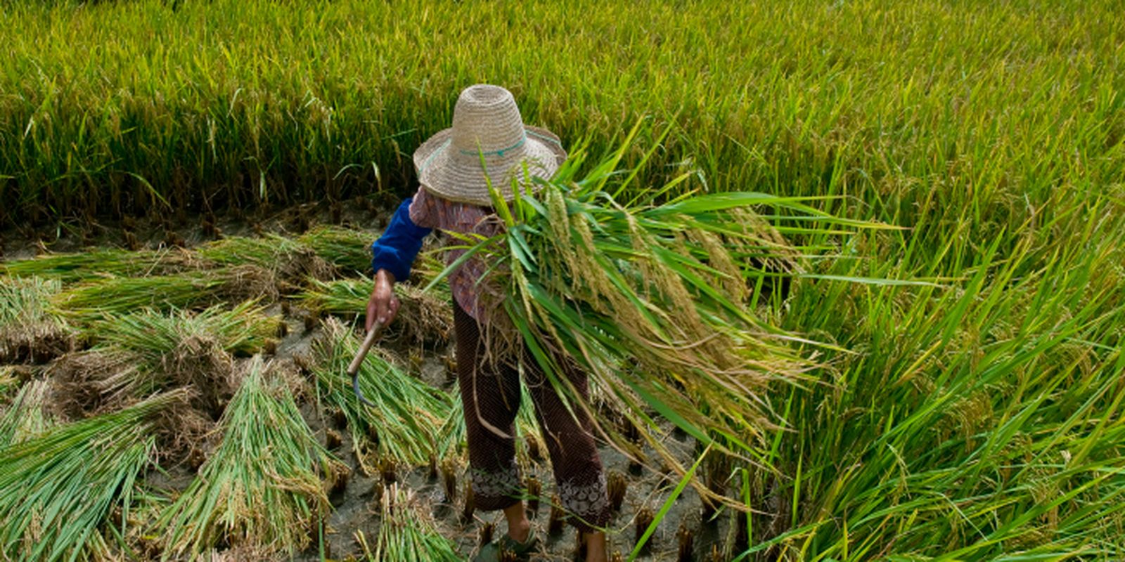 trabalho-escravo:-mais-de-2-mil-foram-resgatados-no-brasil-em-2024