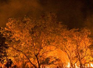 amazonia-tem-diversidade-empobrecida-por-incendios-florestais